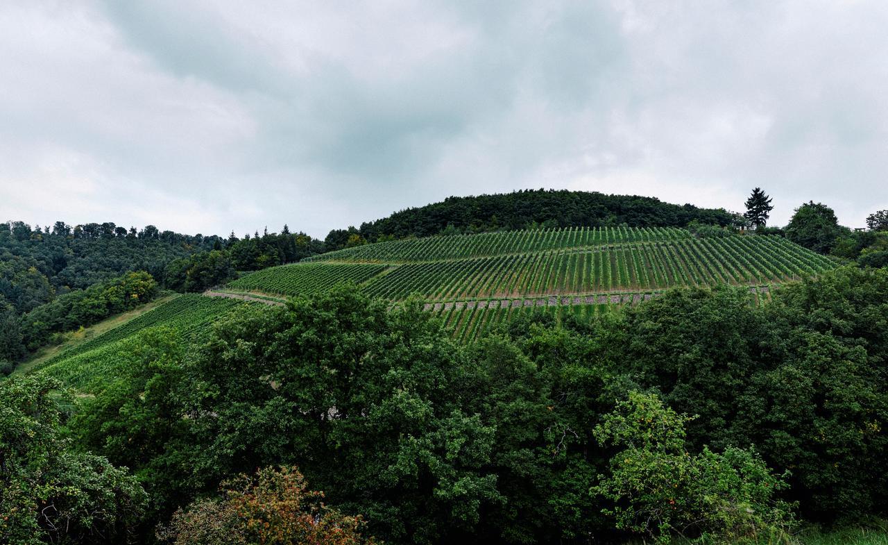 Weingut Hees - Landgasthof Zum Jaeger Aus Kurpfalz Auen Exteriör bild